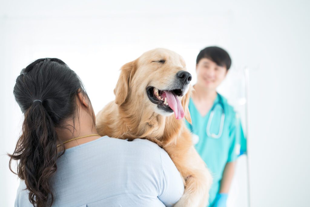 Golden retriever being carried in to the vet. Regular vet visits are important for healthy pets.
