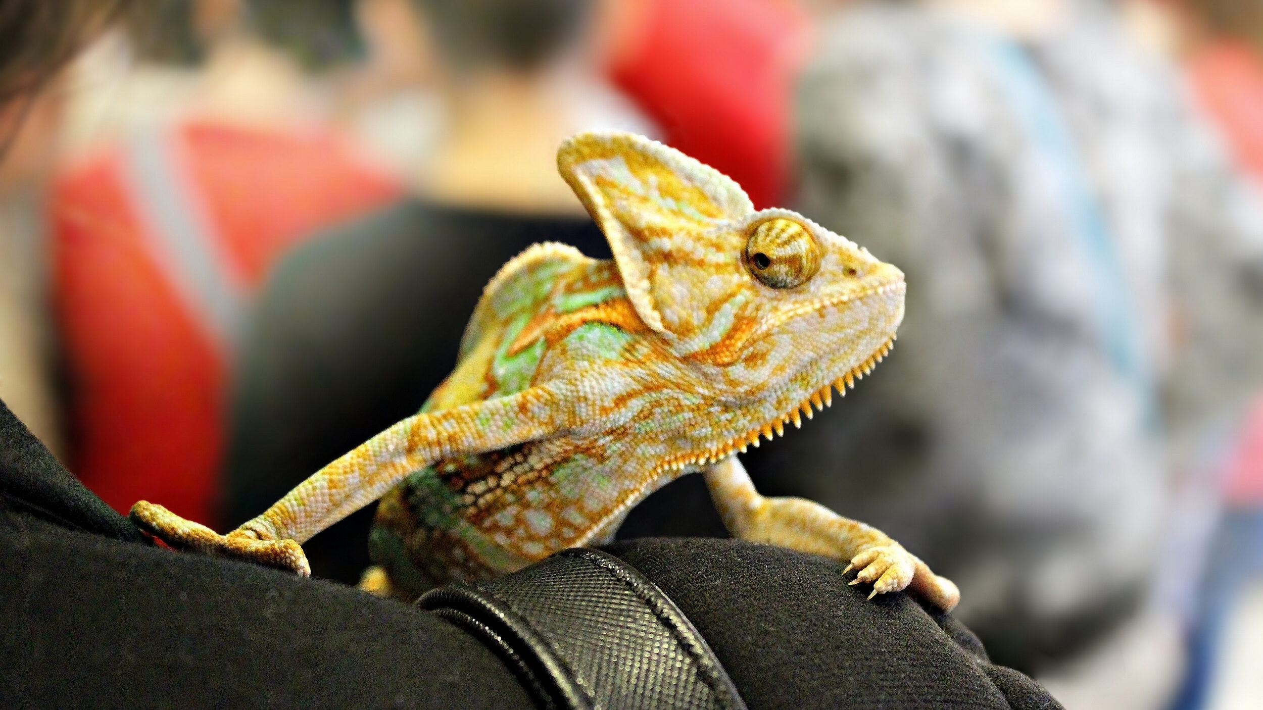 Your pet lizards are very smart - but are they smart enough to understand what you're saying and behave accordingly?