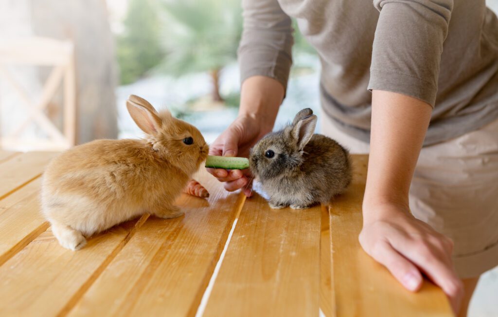 Cucumber is a safe human food to feed your pet rabbit