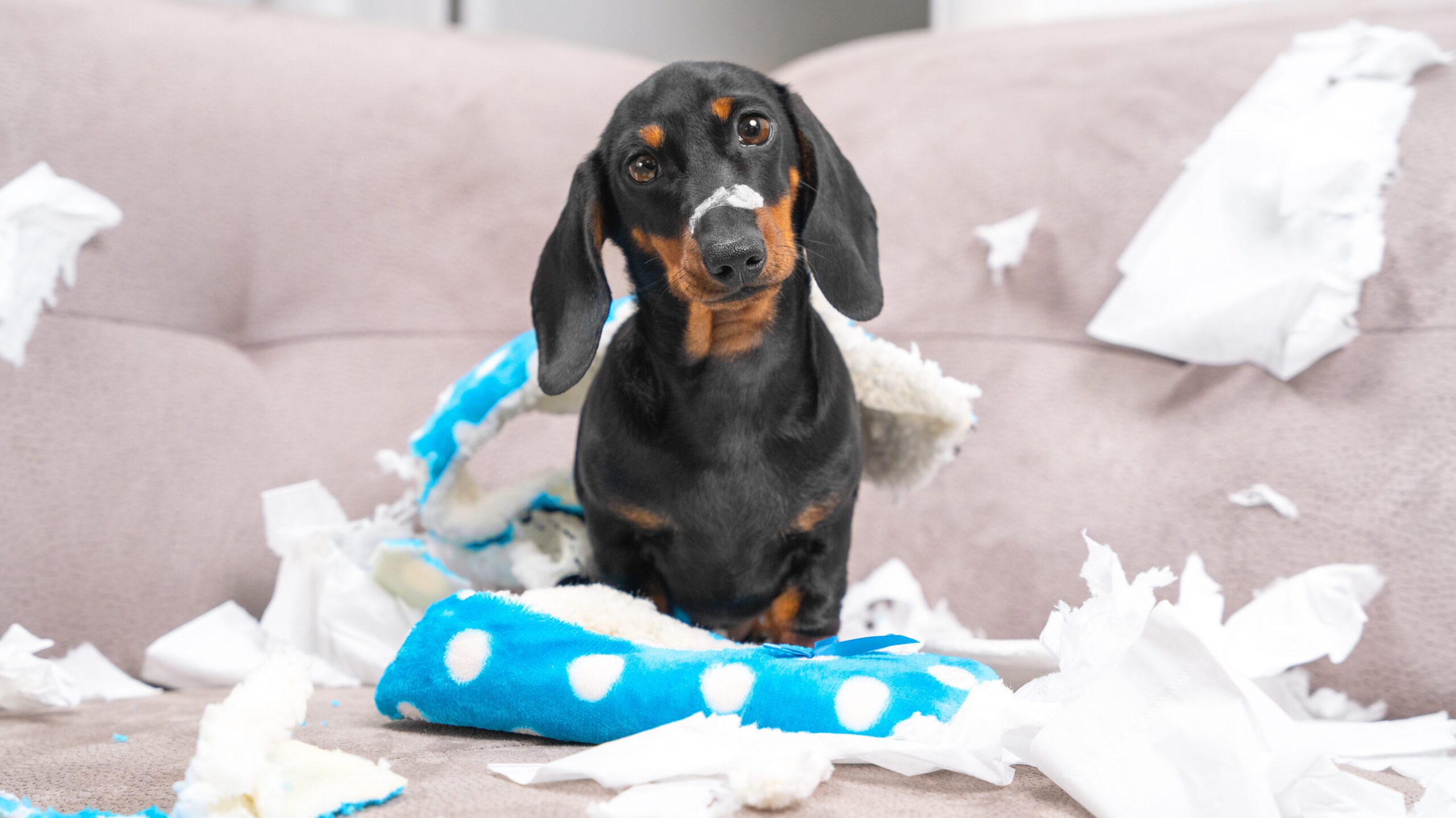 Small dachshund bypassing the pet proofing its owners did at home and standing guilty over a completely destroyed plush dog toy