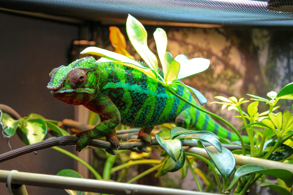 Your pet reptile needs an enclosure with climbing and sun bathing structures to feel stimulated and satisfied