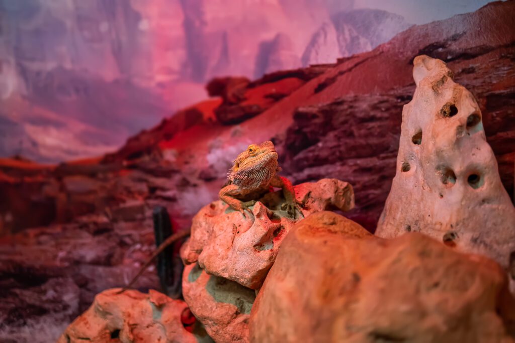 Pet lizards love to bask under simulated sun lights
