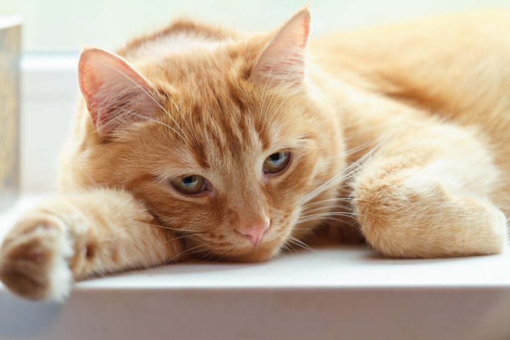 If you suspect your pet is depressed or their mood has changed, there are steps you can take to support them.
