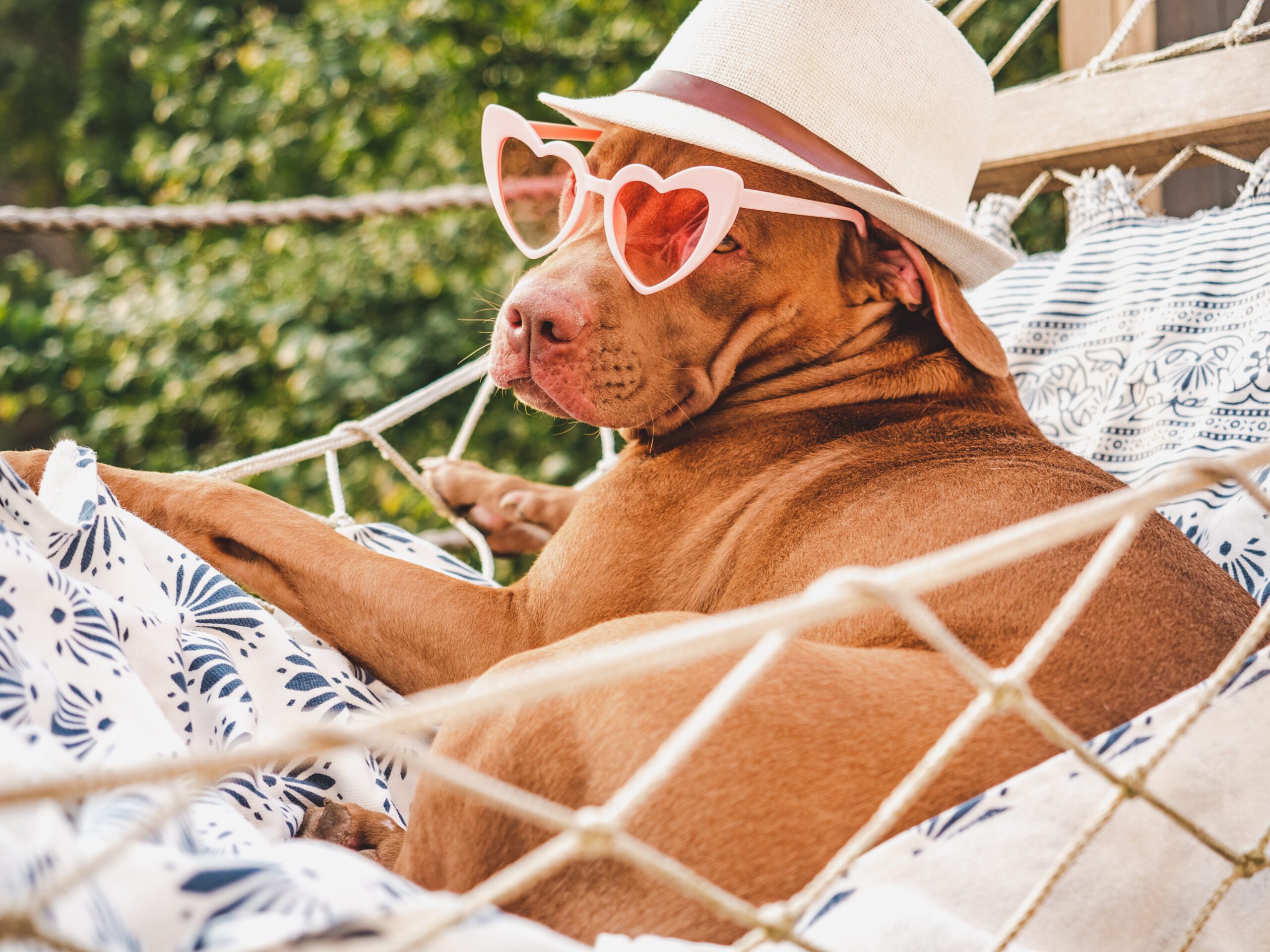 Is your dog a sun seeker? Do they love spending their days soaking up rays? It's important you find them some dog sunscreen!