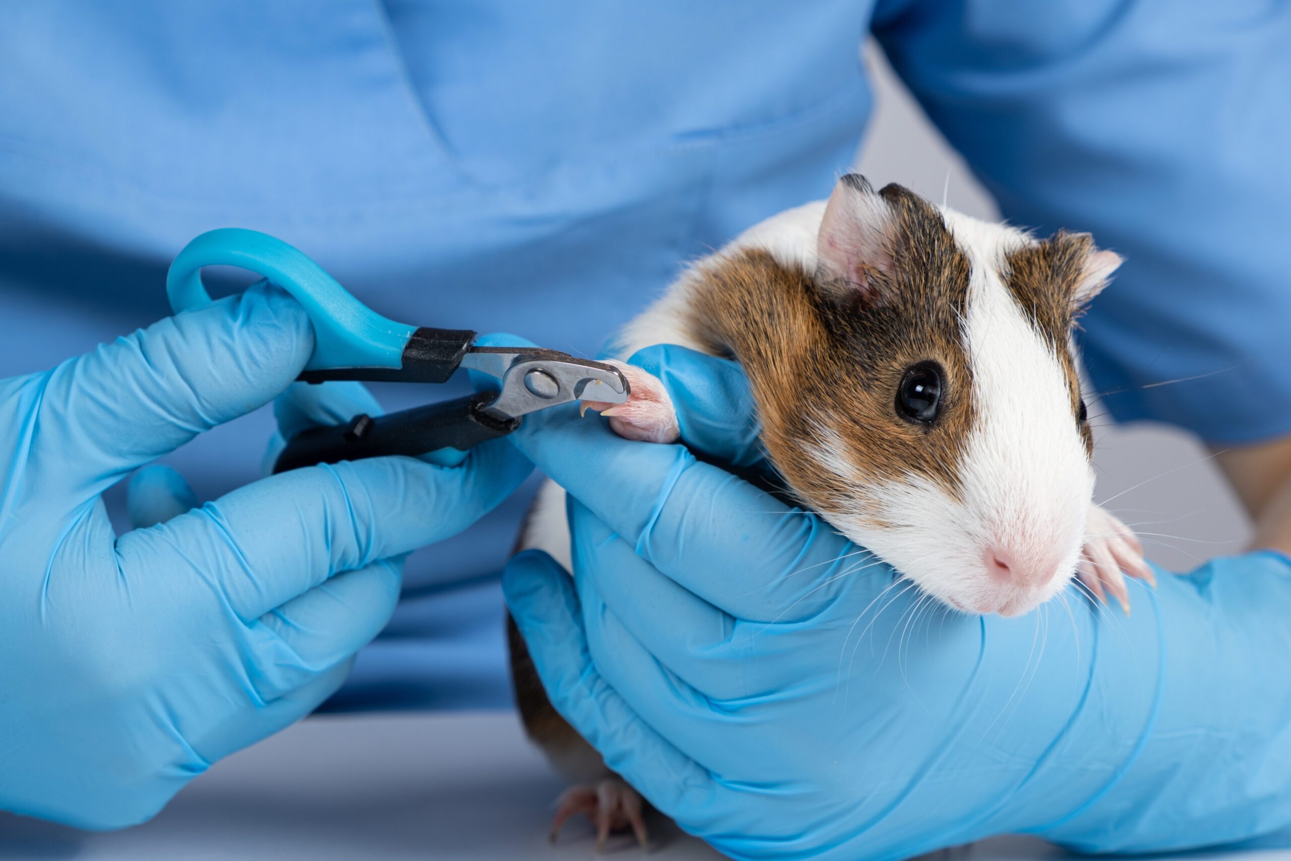 Guinea pigs need their nails clipped to avoid discomfort and potential injuries!