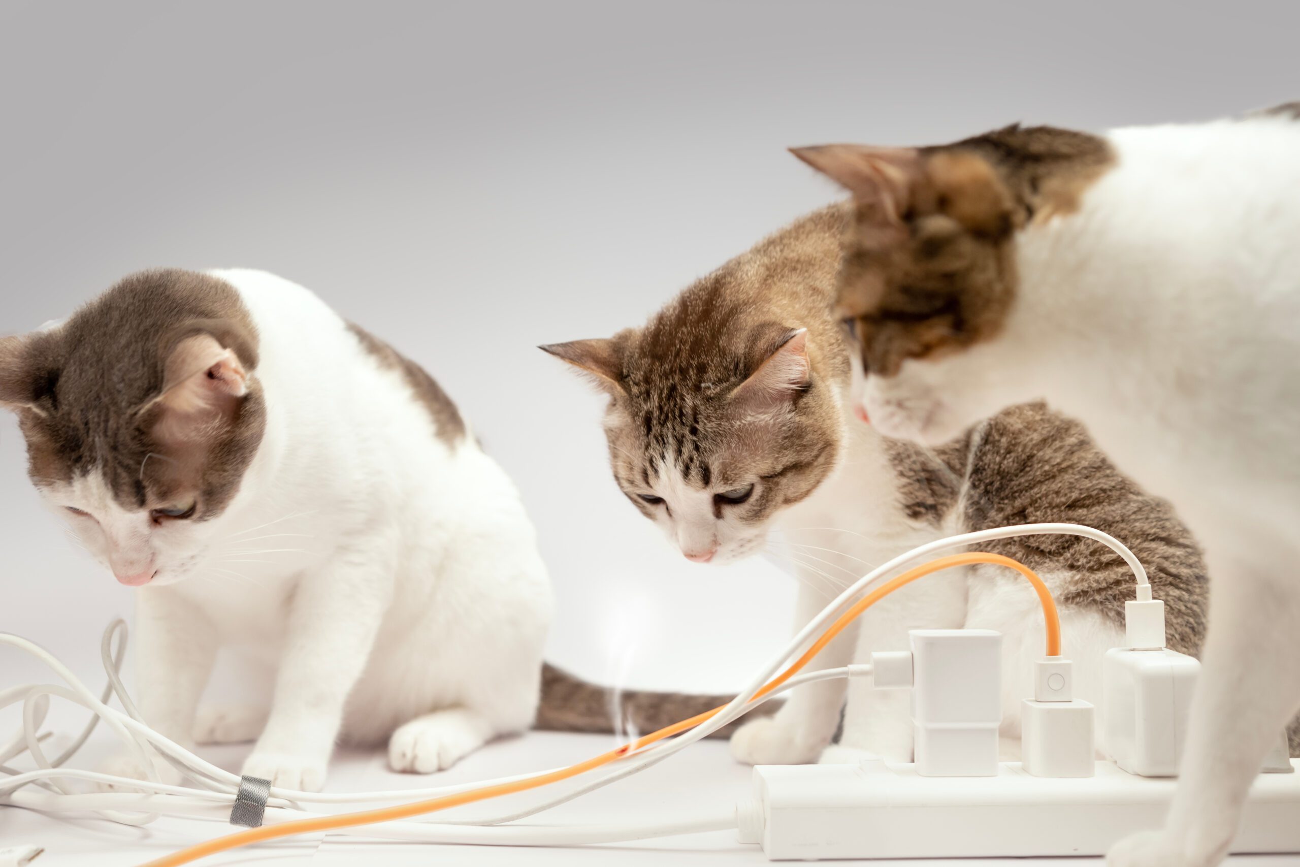 Cord management is crucial when pet proofing your home
