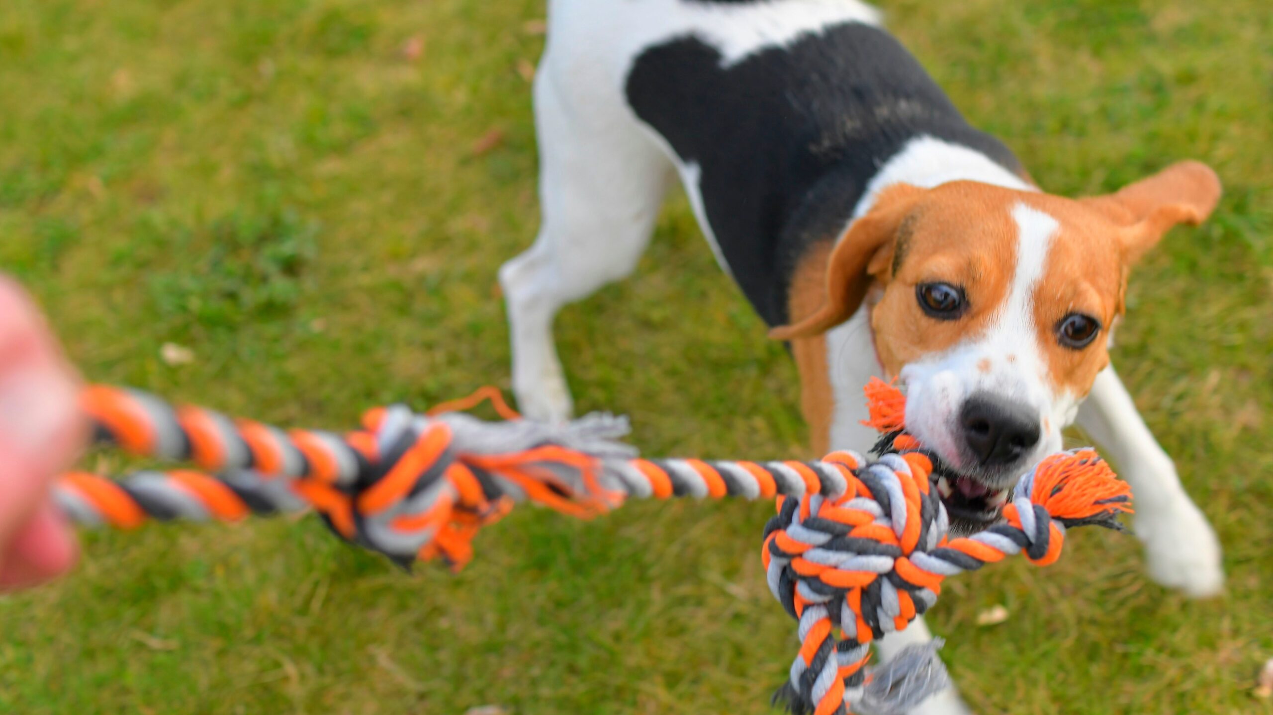 Check out rope and tugging dog toys at chewy.com