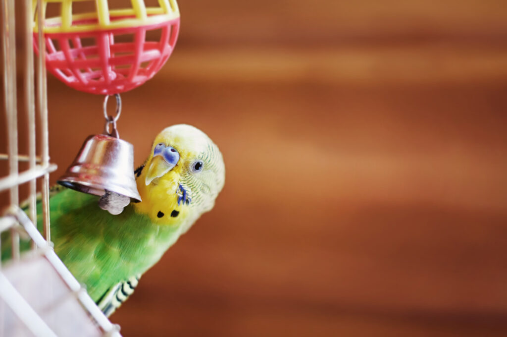 We explore some essential factors to consider and suggest a variety of bird toys that will keep your avian companion entertained and content!