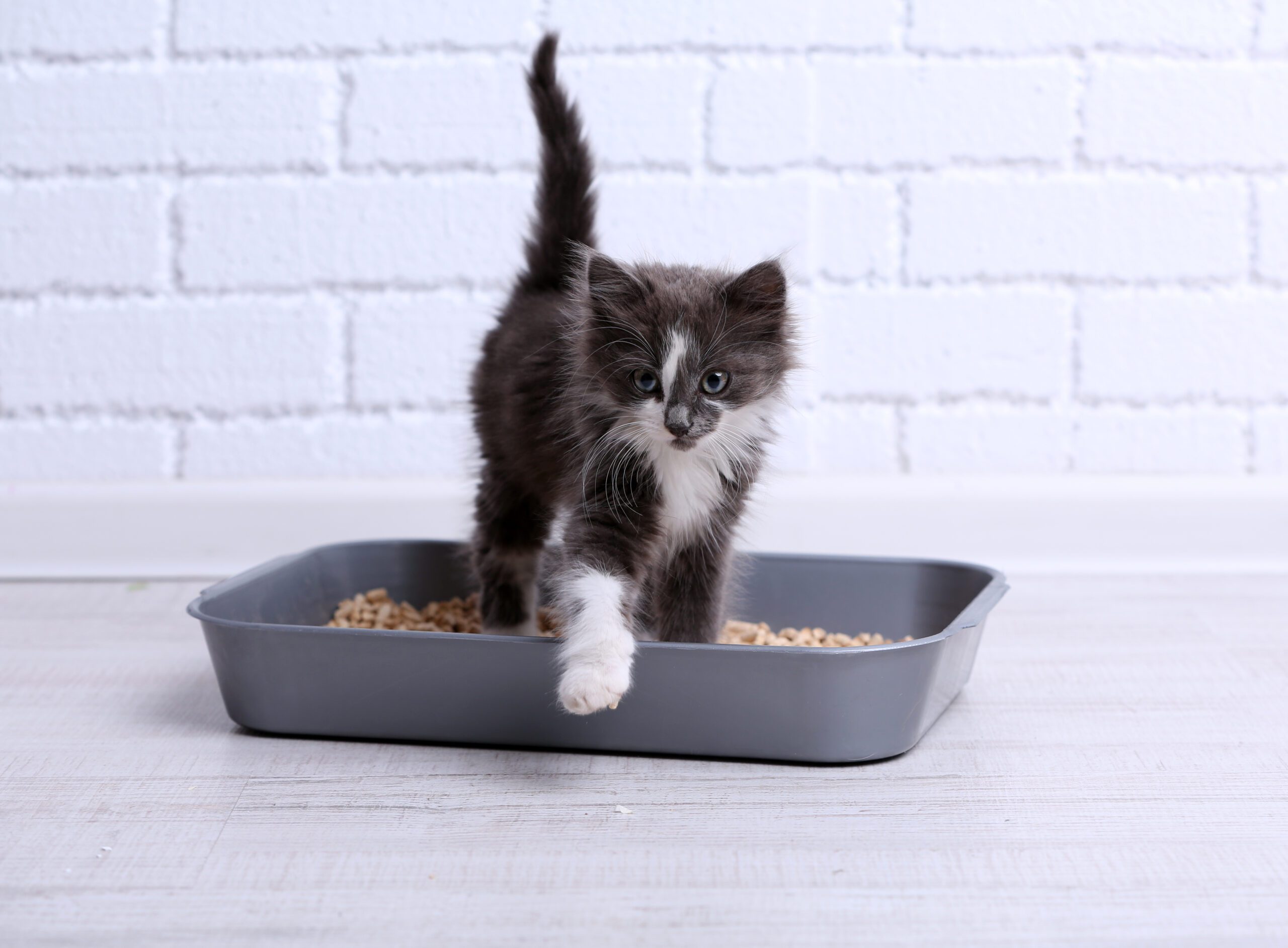Kitten stepping out of its litter box, Fret not! This blog will guide you through the process of choosing litter that's perfect for your new kitten.