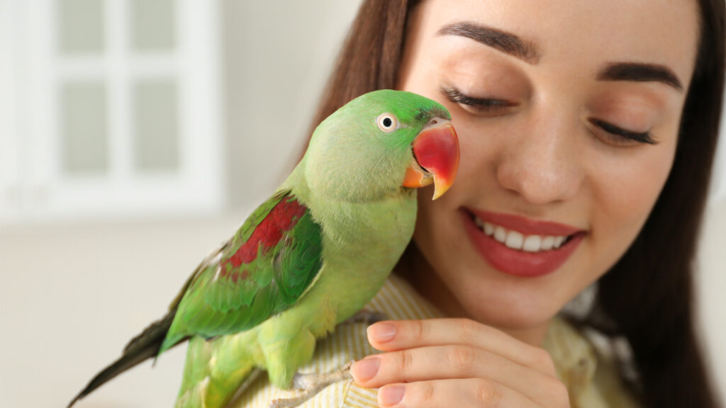 Learn more about some steps you can follow to help in potty training your pet bird and avoid messes in your home!