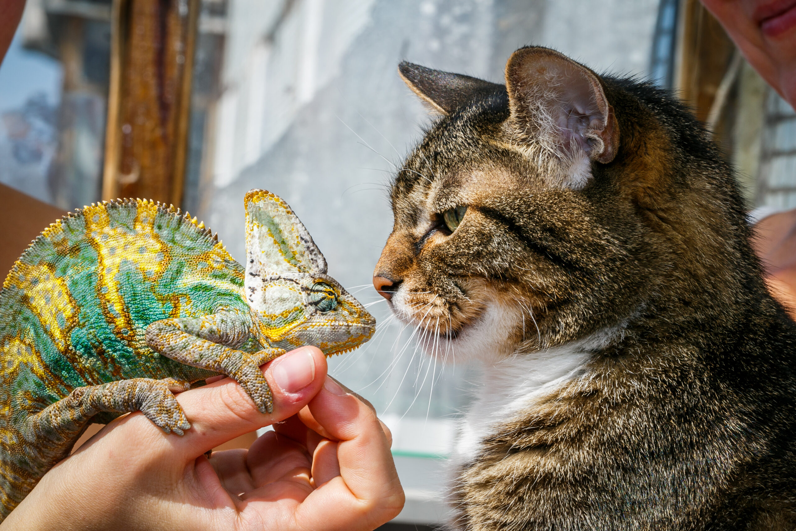 It's important to exercise caution the first time you allow your cat to meet your pet lizard. Click to learn how to handle the interaction.