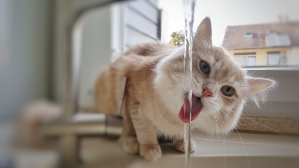 Cat drinking. While occasional changes in your cat's water intake may not be alarming, persistent excessive thirst could indicate an underlying issue