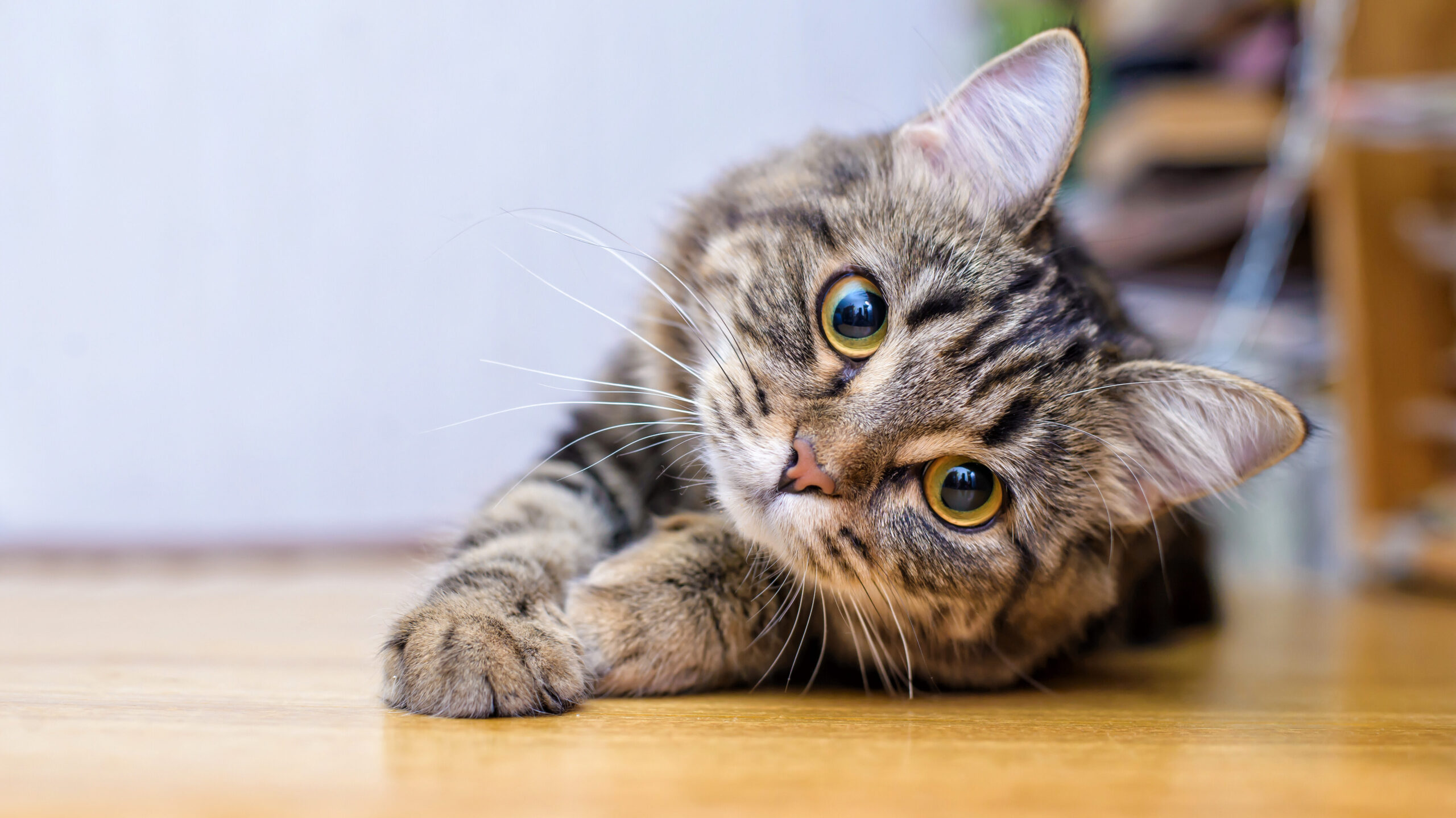 We're here to provide you with an overview of what pet anxiety is, its potential causes, and solutions to help your pet find relief