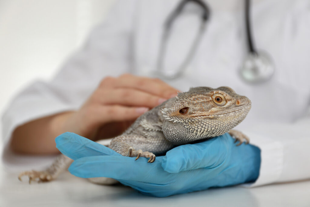 Reptile pet insurance is a specialized form of coverage that provides financial protection for medical expenses and potential emergencies.