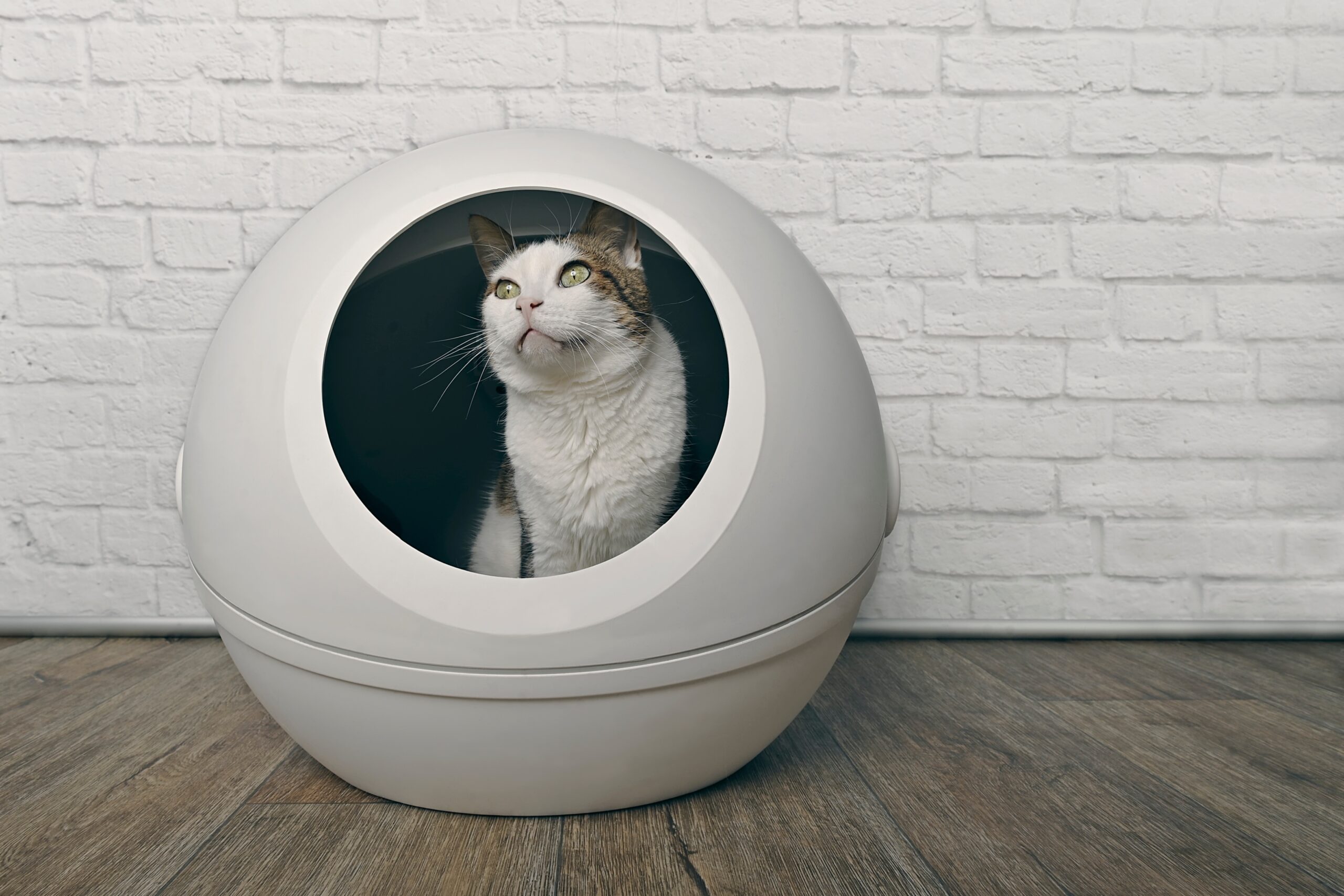 A self-cleaning litter box is designed to automatically remove waste from a cat's litter box, reducing the need for manual scooping!