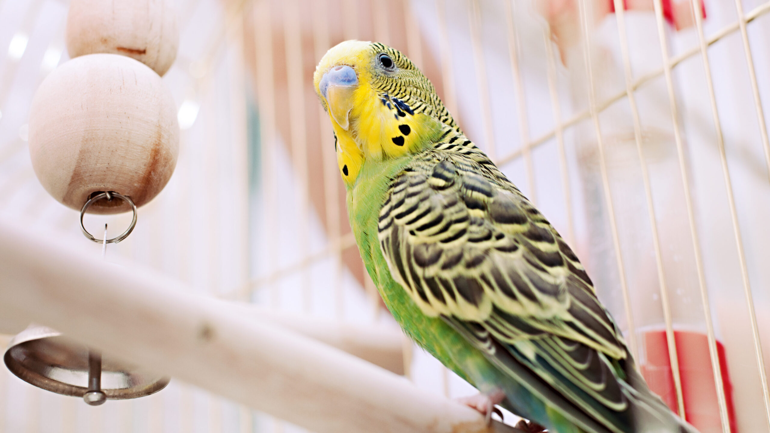 Learn more about some steps you can follow to help in potty training your pet bird and avoid messes in your home!