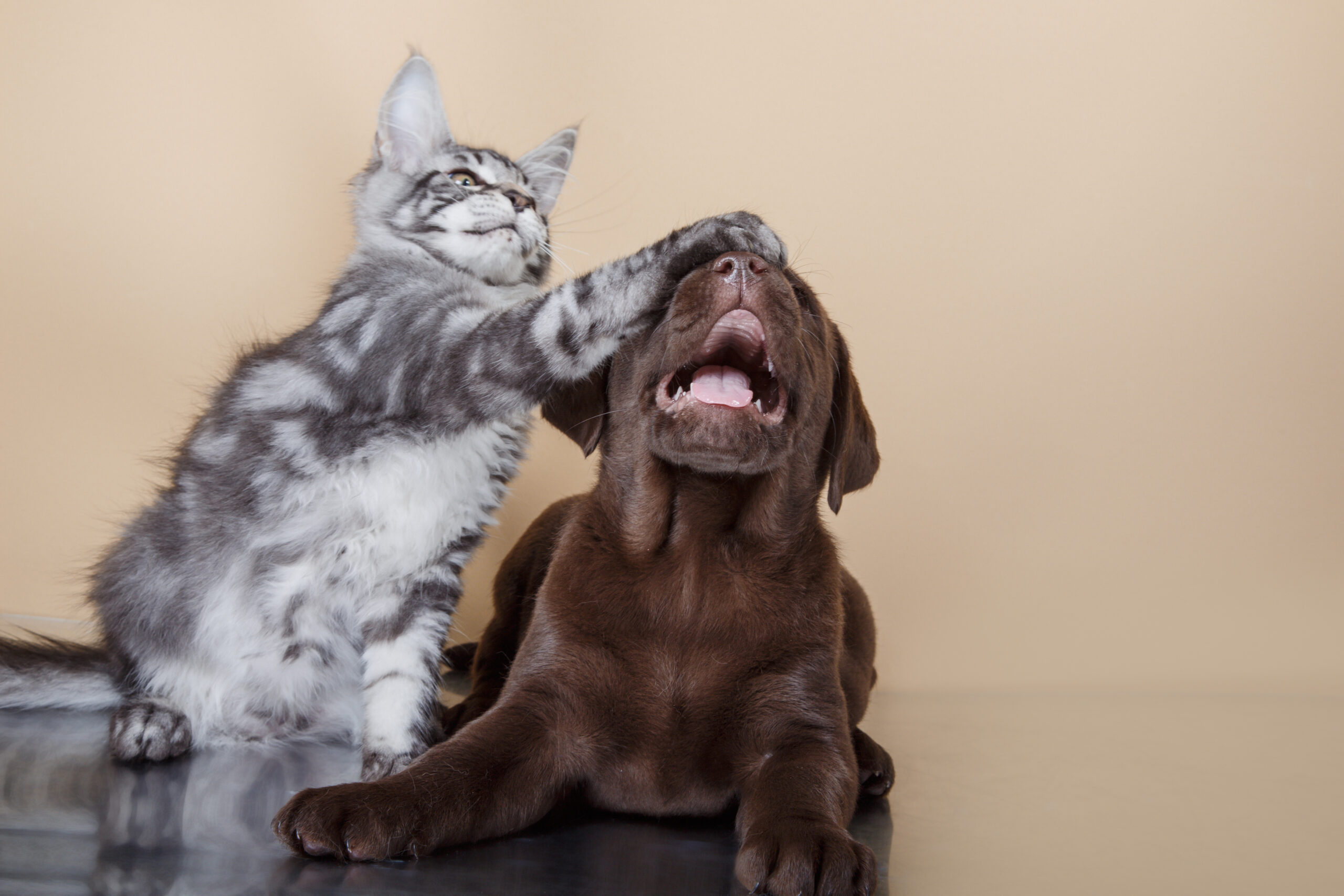 In this blog we explore some cat and dog breeds that have a higher likelihood of getting along well in a shared home!