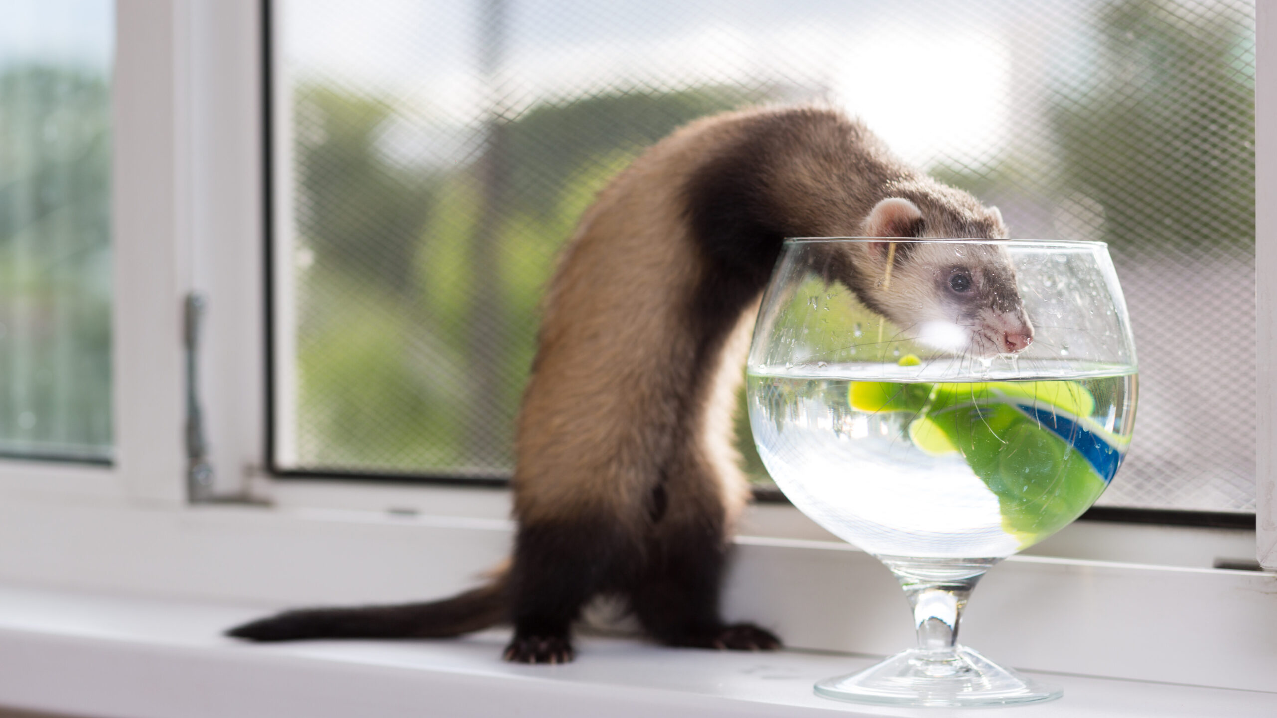 While ferrets can make fantastic companions, it's important to consider various factors to ensure a harmonious living environment.