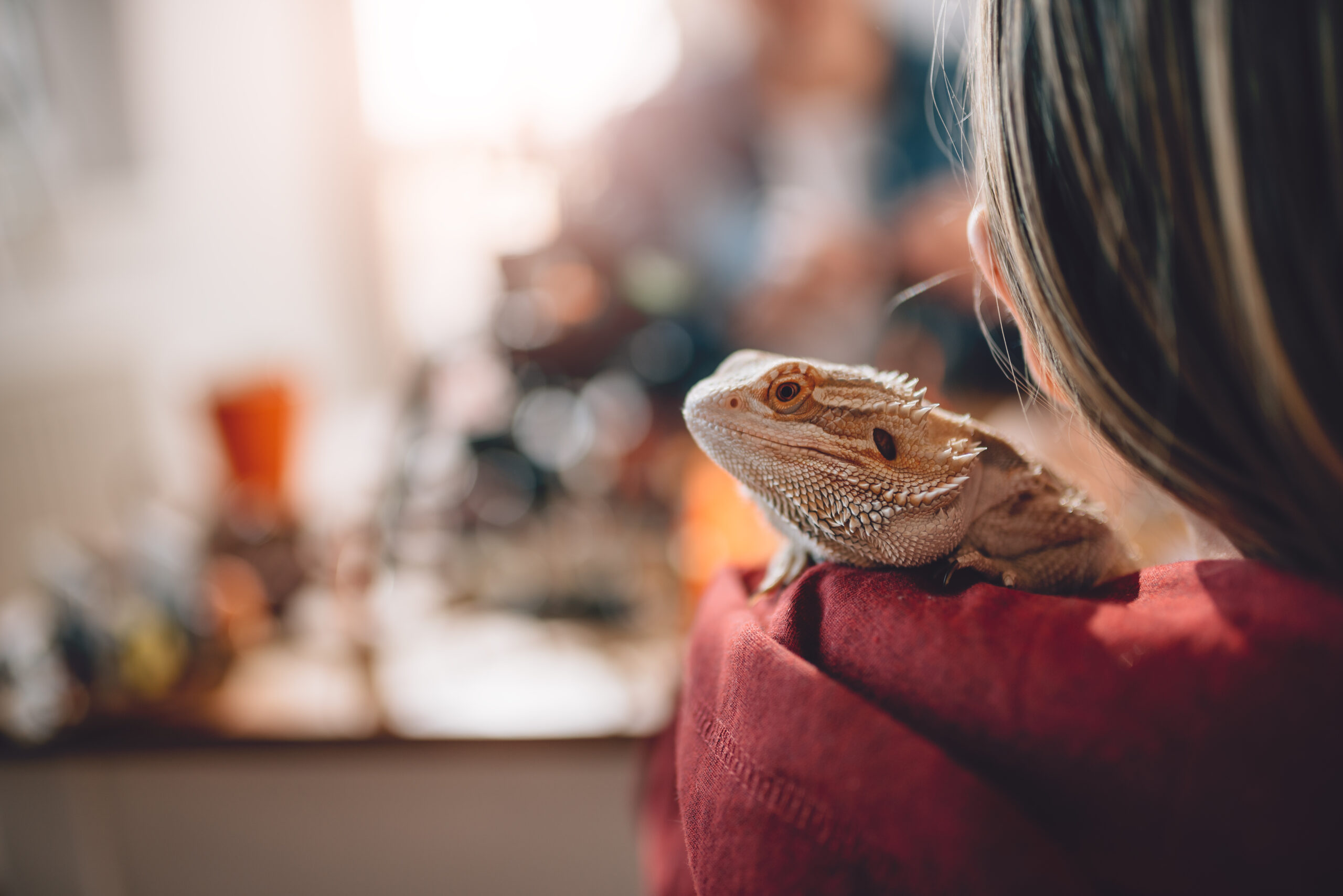 As a general guideline, it's recommended to schedule an annual checkup for an adult lizard, considering it's age, species, and overall health.