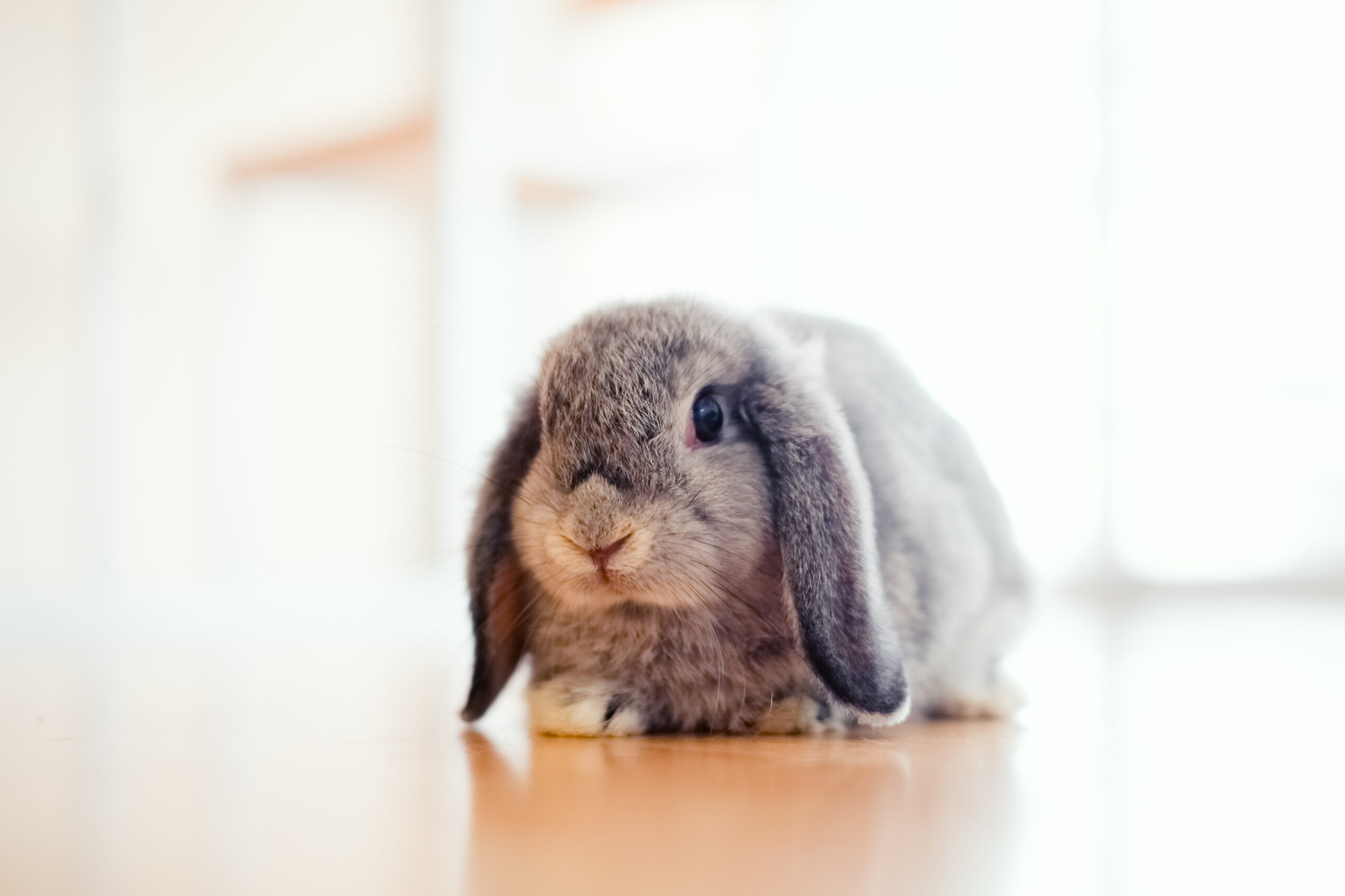 Pet insurance provides financial coverage for unexpected rabbit vet expenses, without putting a strain on your finances.