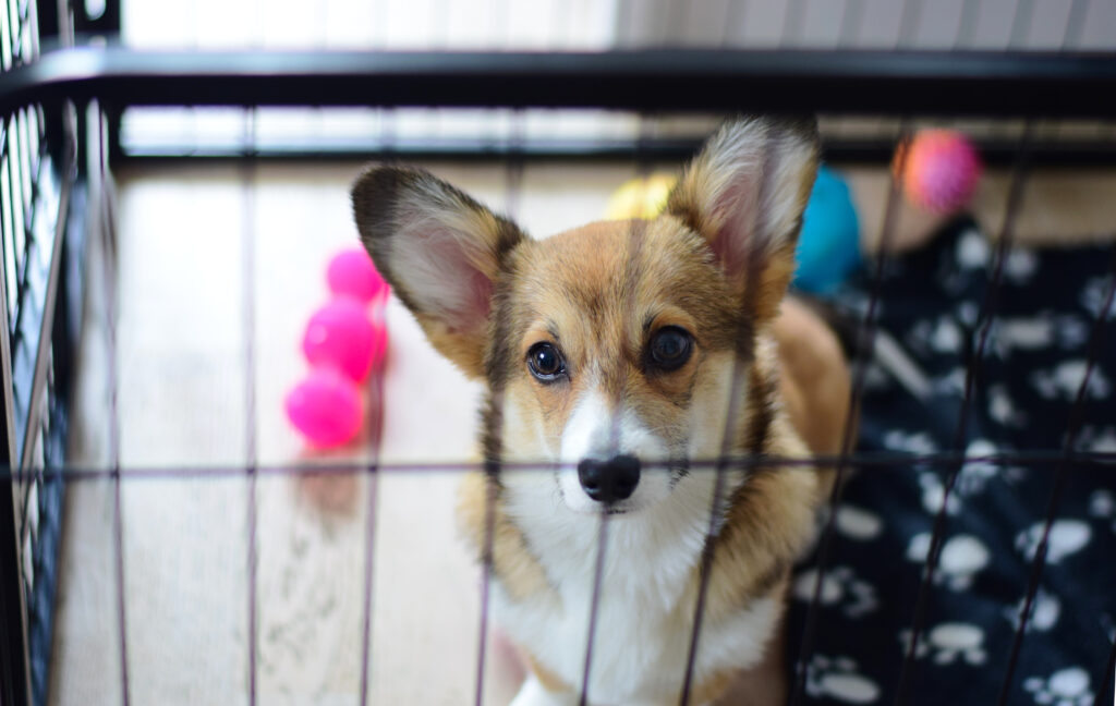 Crate training is an essential aspect of owning a dog. It provides them with a safe and comfortable space while promoting good behavior and preventing accidents.