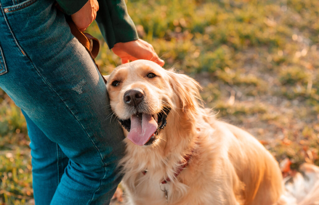 In this blog we explore some fantastic fall fun activities that will have both you and your pet wagging your tails with joy!