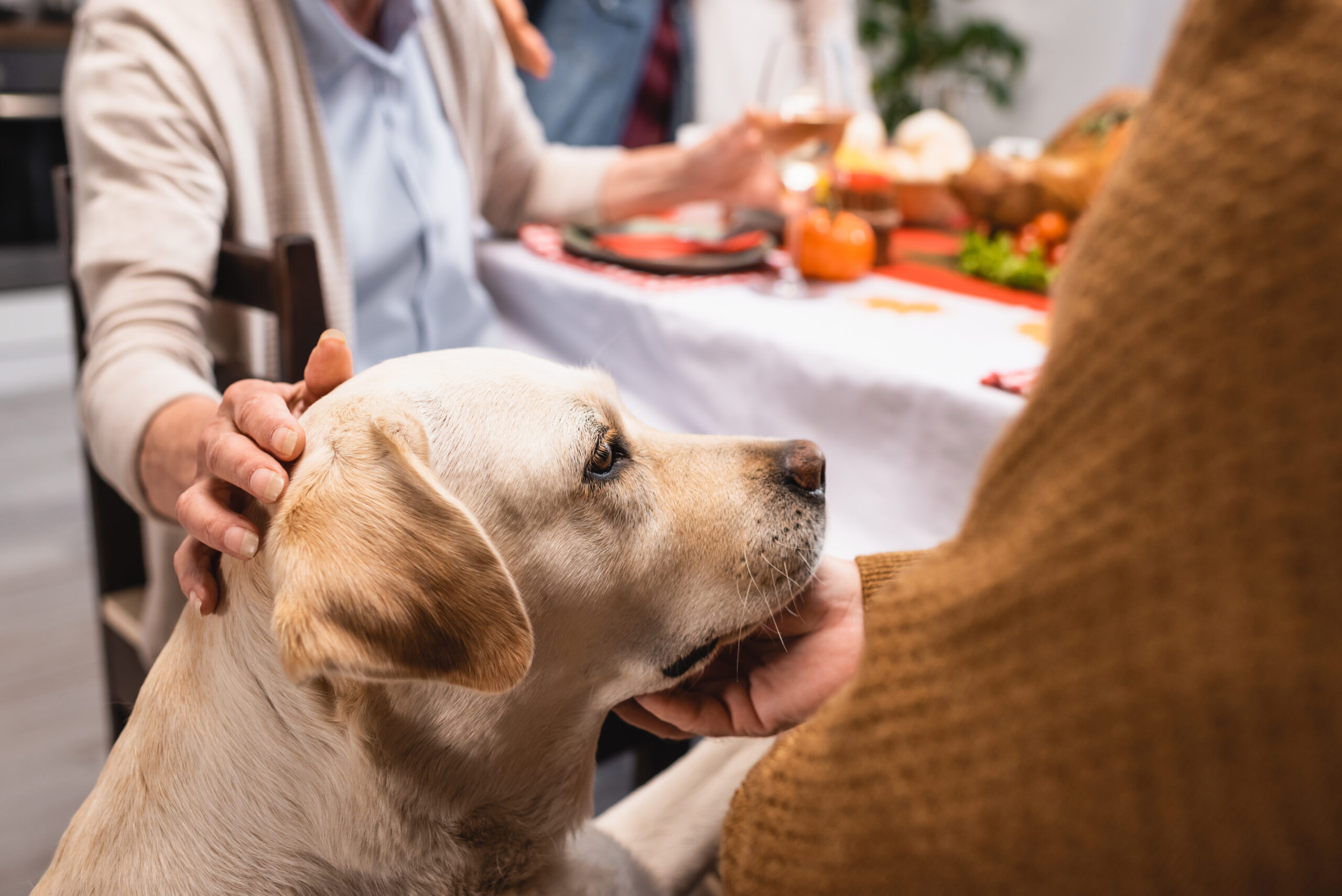 As you prepare a mouthwatering spread, it's essential to remember that some Thanksgiving foods can be harmful to your furry companions.