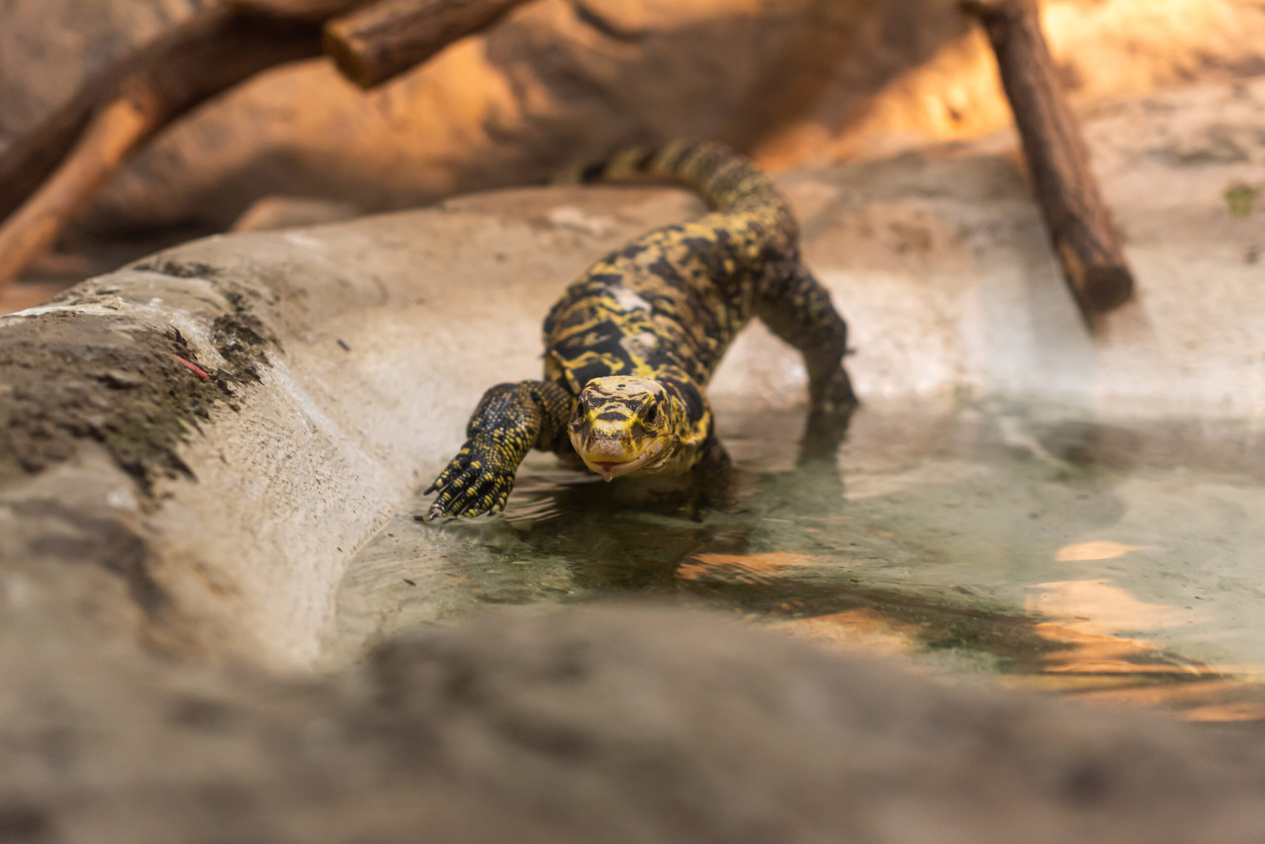 Most reptile experts recommend cleaning the enclosure on a regular basis. Here are some general recommendations!