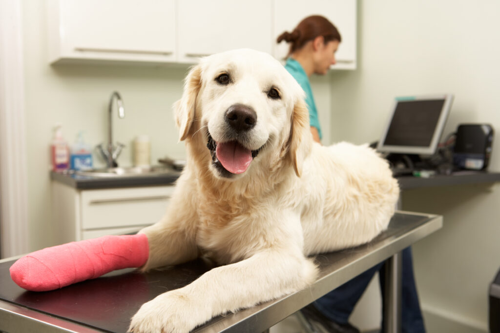 Unexpected vet expenses can quickly add up, so many pet owners contemplate the benefits of pet insurance vs. a savings account for emergencies