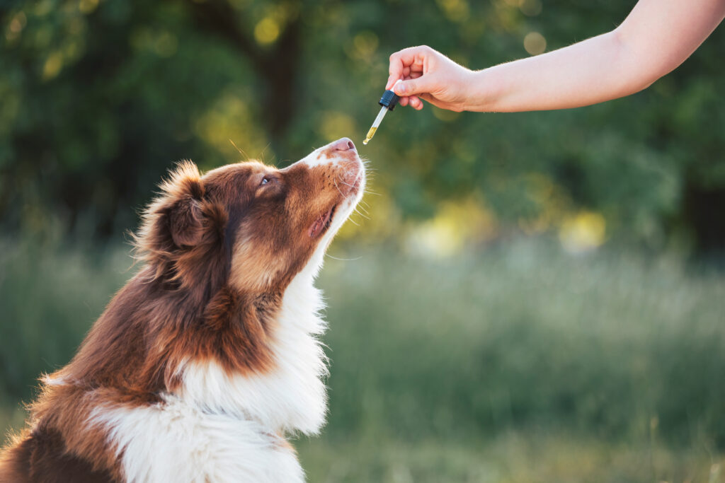 While CBD has gained popularity for its potential therapeutic effects in both humans and pets, it's important to approach its use with caution.