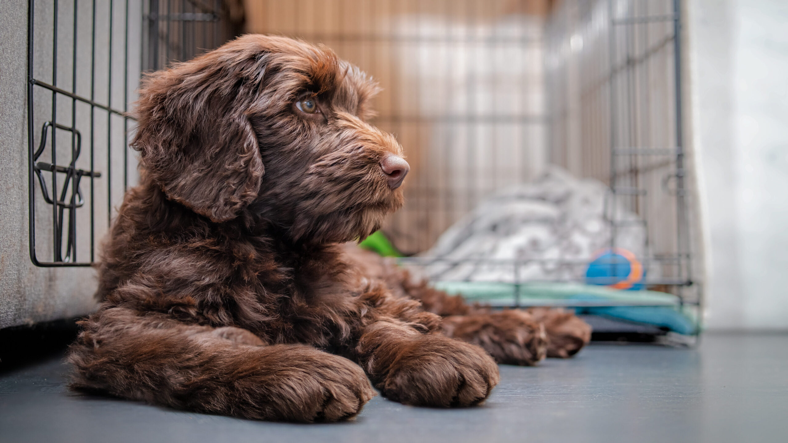 Crate training is an essential aspect of owning a dog. It provides them with a safe and comfortable space while promoting good behavior and preventing accidents. 