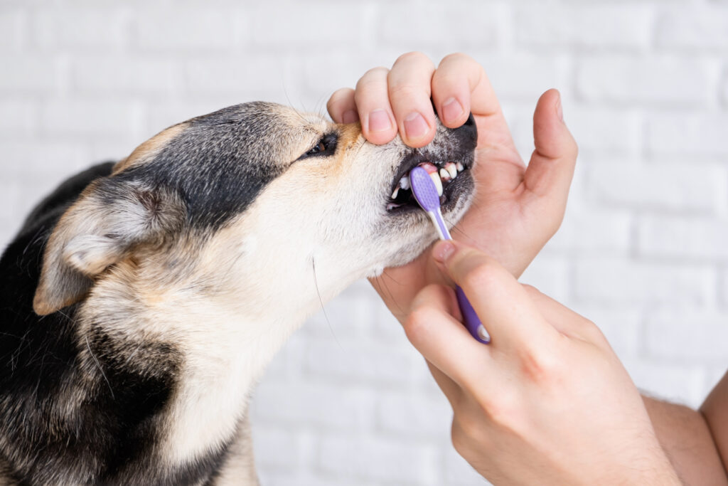 Not all dogs accept teeth brushing. Luckily, there are alternative options to maintaining dog dental hygiene!