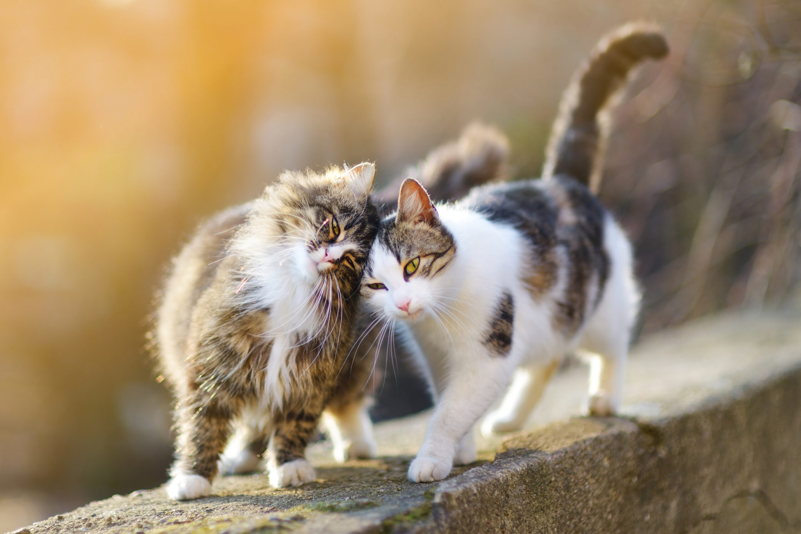 If you're a cat lover looking to expand your furry family, it's crucial to consider the compatibility of different cat breeds
