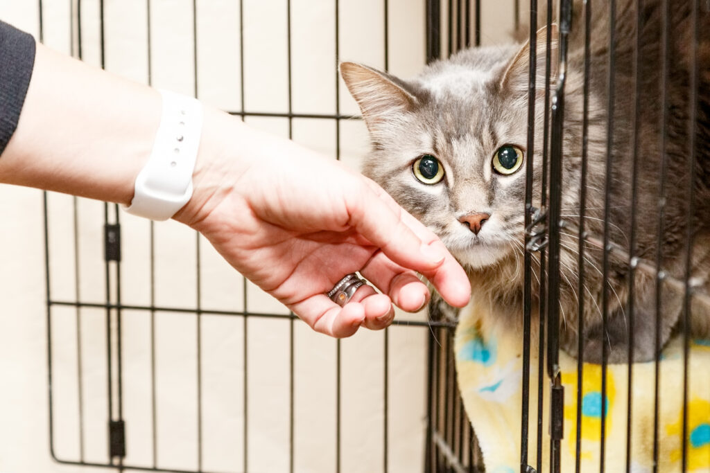Adopting a rescue cat can be a rewarding experience. These cats often come from challenging situations and are in need of a loving home.