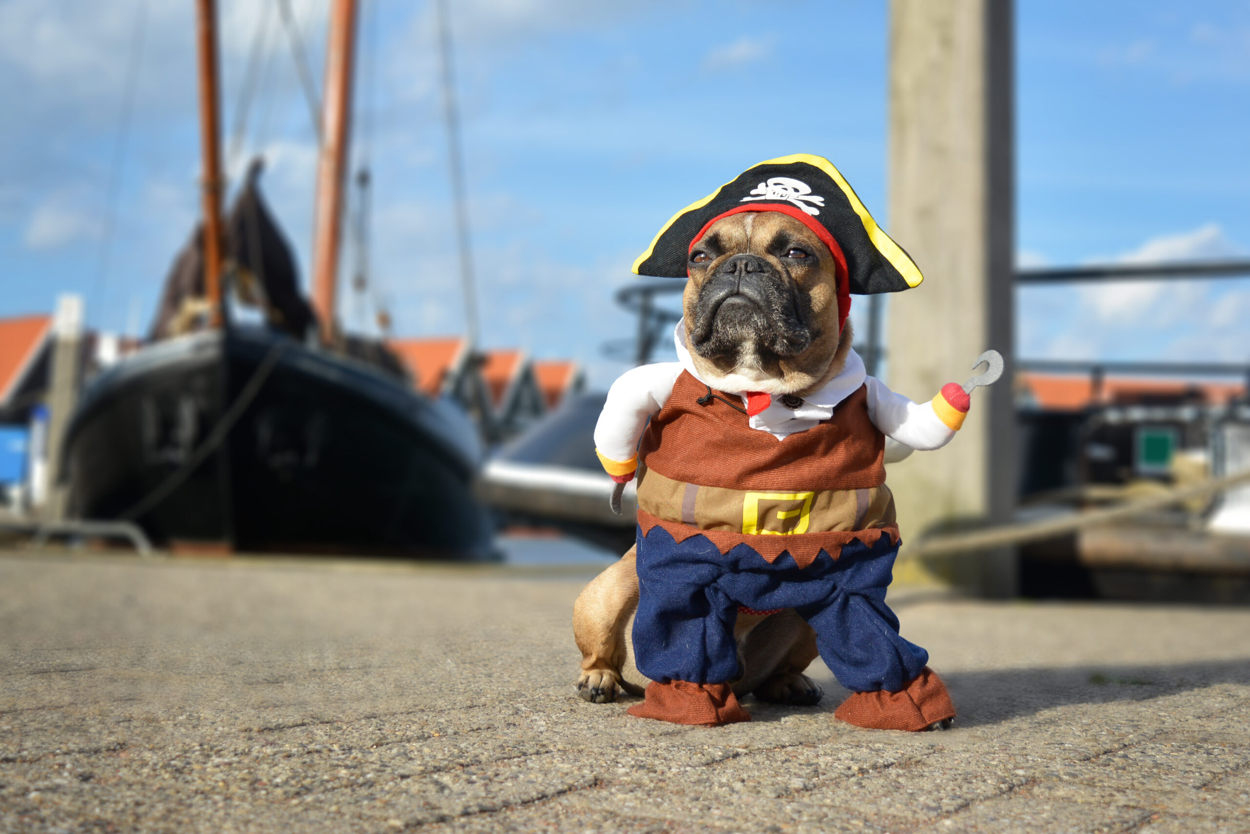 Halloween isn't just for humans anymore! Pet owners around the world have embraced the tradition of dressing up their dogs in adorable and creative costumes.