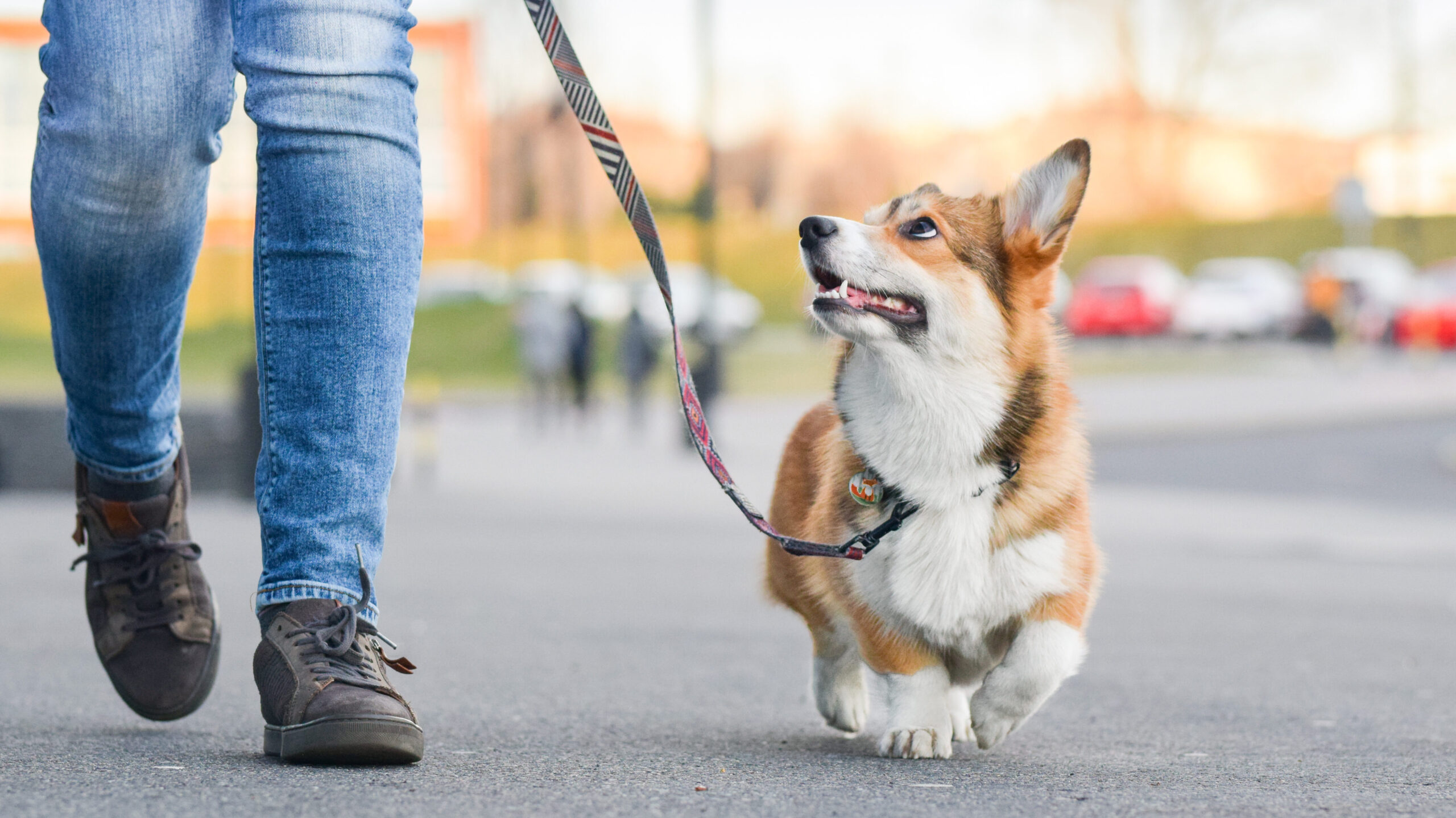 One common issue many new dog owners face is leash aggression and leash training, which can be frustrating and stressful. 