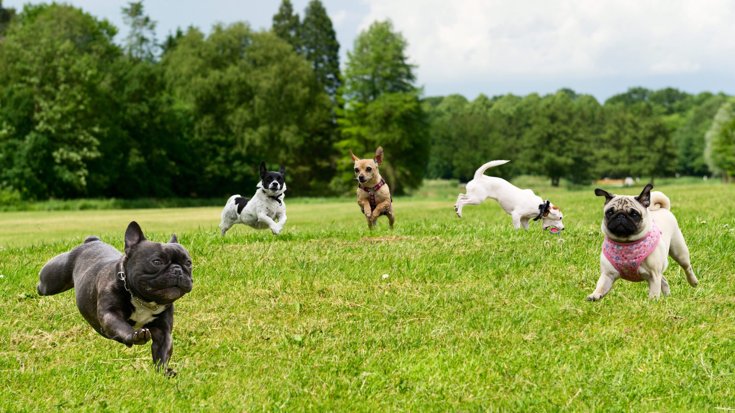 Socialization is a crucial aspect of dog training. It can help your dog learn how to interact with other dogs, humans, and different animals.