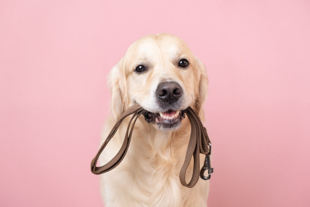 One common issue many new dog owners face is leash aggression, which can be frustrating and stressful. But, it's possible to overcome!