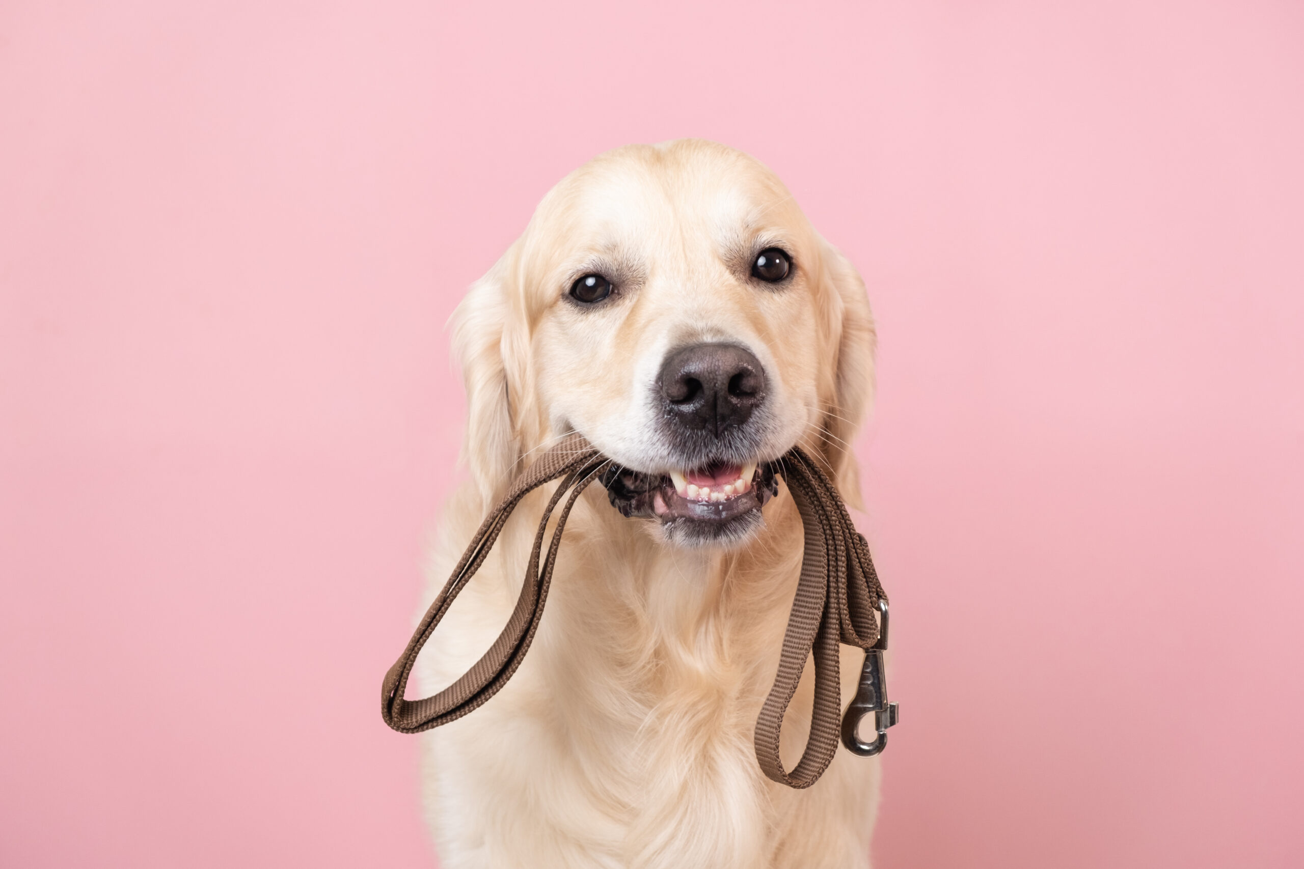 One common issue many new dog owners face is leash aggression, which can be frustrating and stressful. But, it's possible to overcome!