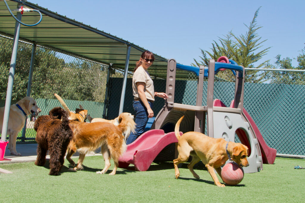 This guide aims to illuminate the remarkable realm of the new doggy daycare in your neighborhood and upscale pet sitting companies.
