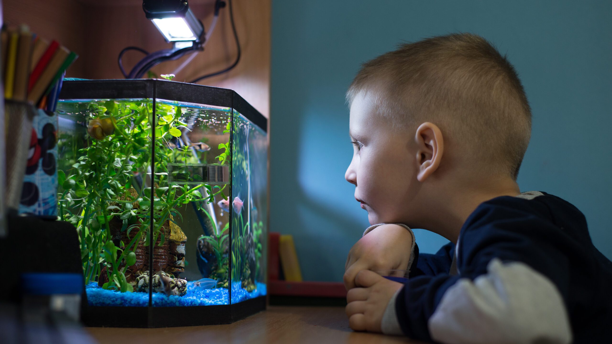 Selecting the right pet fish for your home aquarium can be an exciting yet challenging task. Read more to see the top contenders!