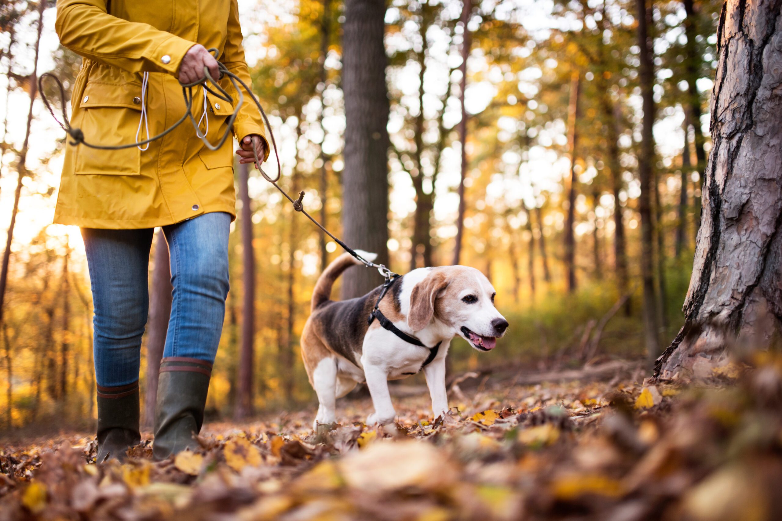 With a few simple techniques and consistent training, you can help your canine companion overcome this scavenging behavior.