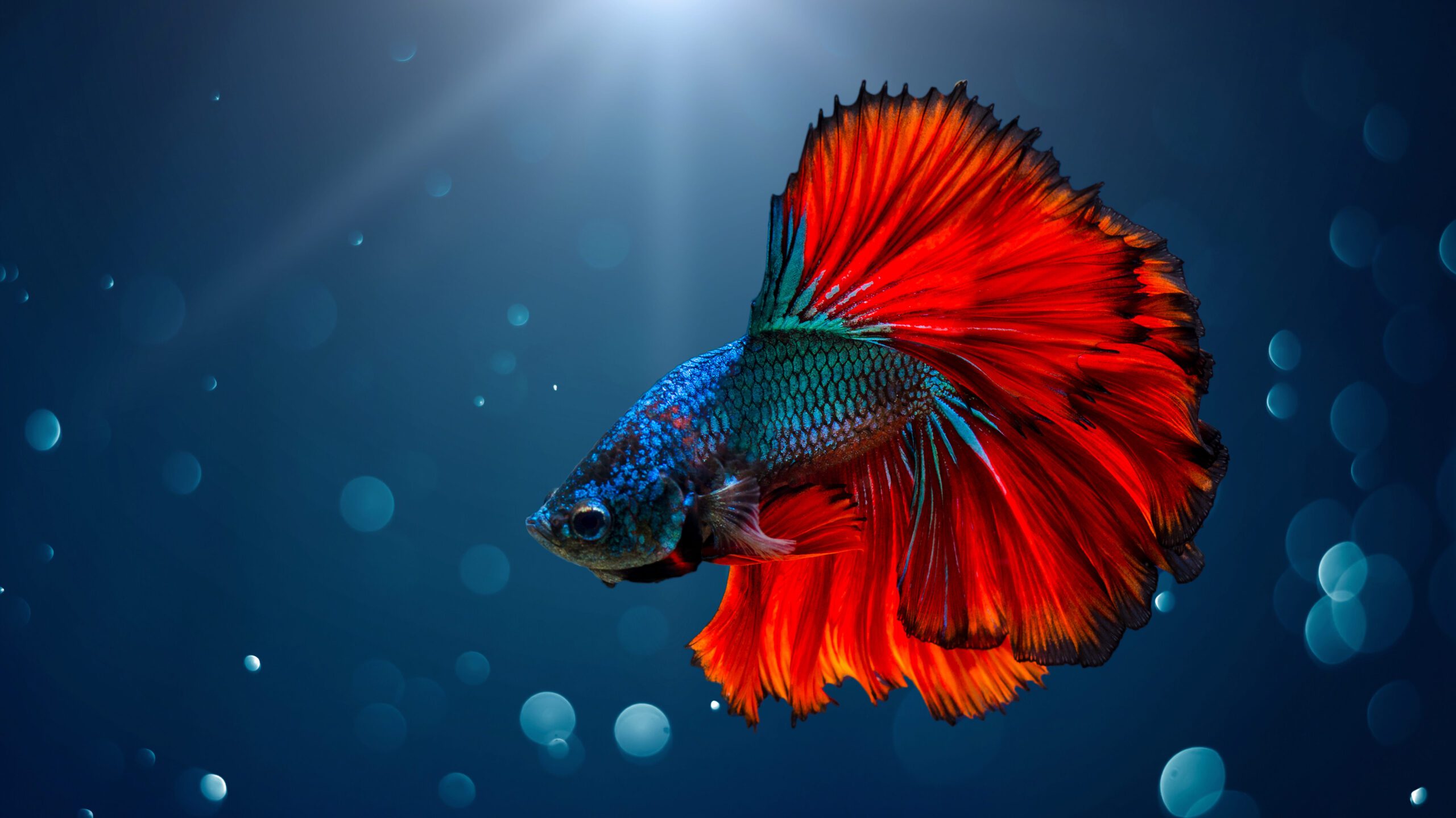 Selecting the right pet fish for your home aquarium can be an exciting yet challenging task. Read more to see the top contenders!