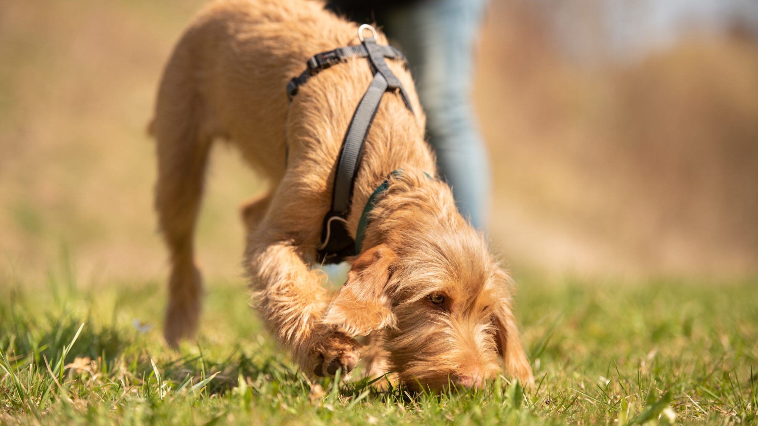 With a few simple techniques and consistent training, you can help your canine companion overcome this scavenging behavior.