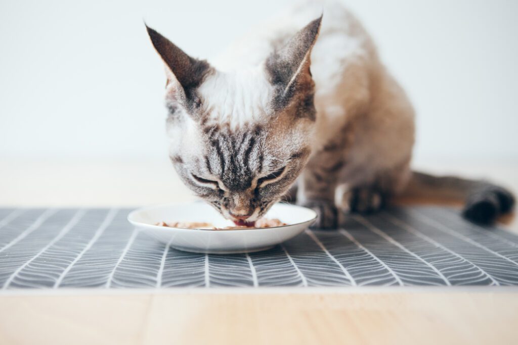 One of the key decisions you'll make for the duration of your cats life is regarding the quantity and quality of wet food in their diet.