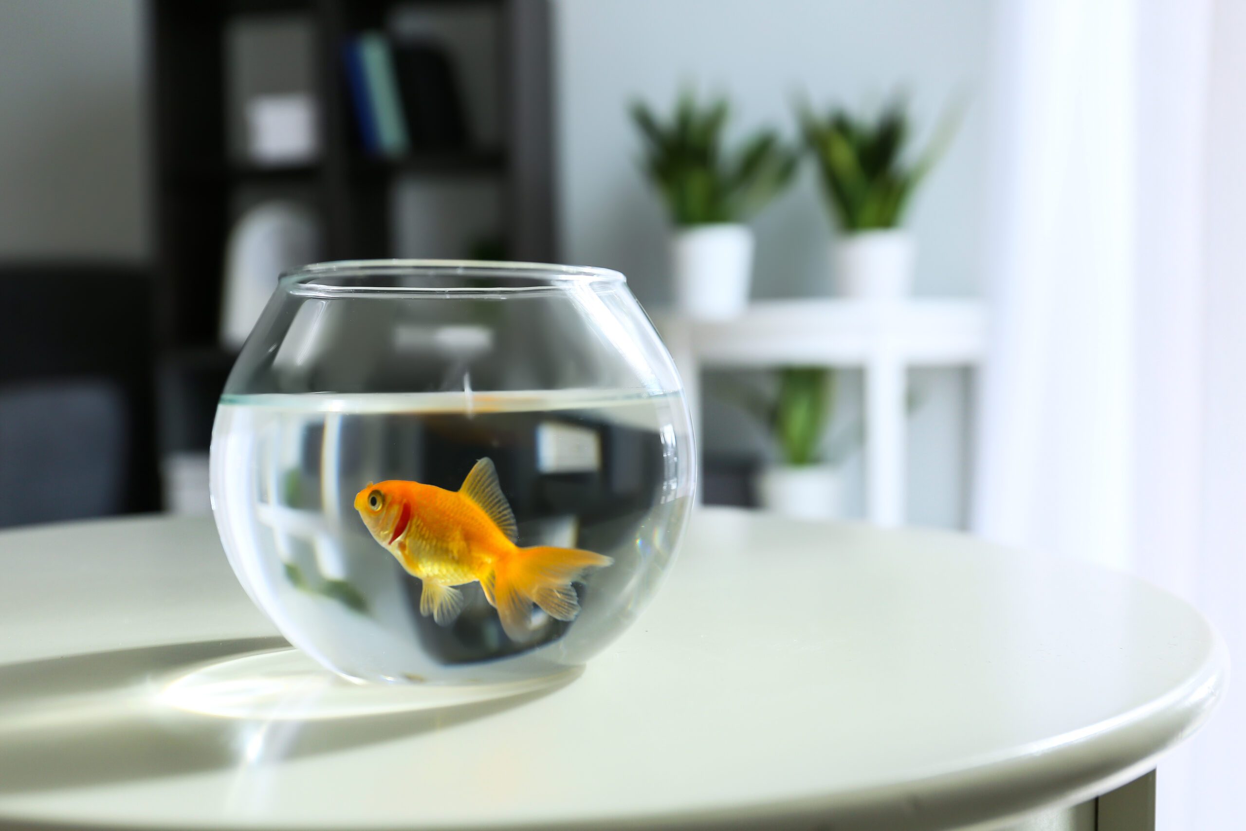 Selecting the right pet fish for your home aquarium can be an exciting yet challenging task. Read more to see the top contenders!