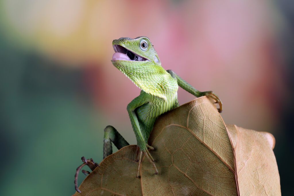 We explore the top 10 most interesting lizard facts, shedding light on their unique characteristics and crucial role in the ecosystem.
