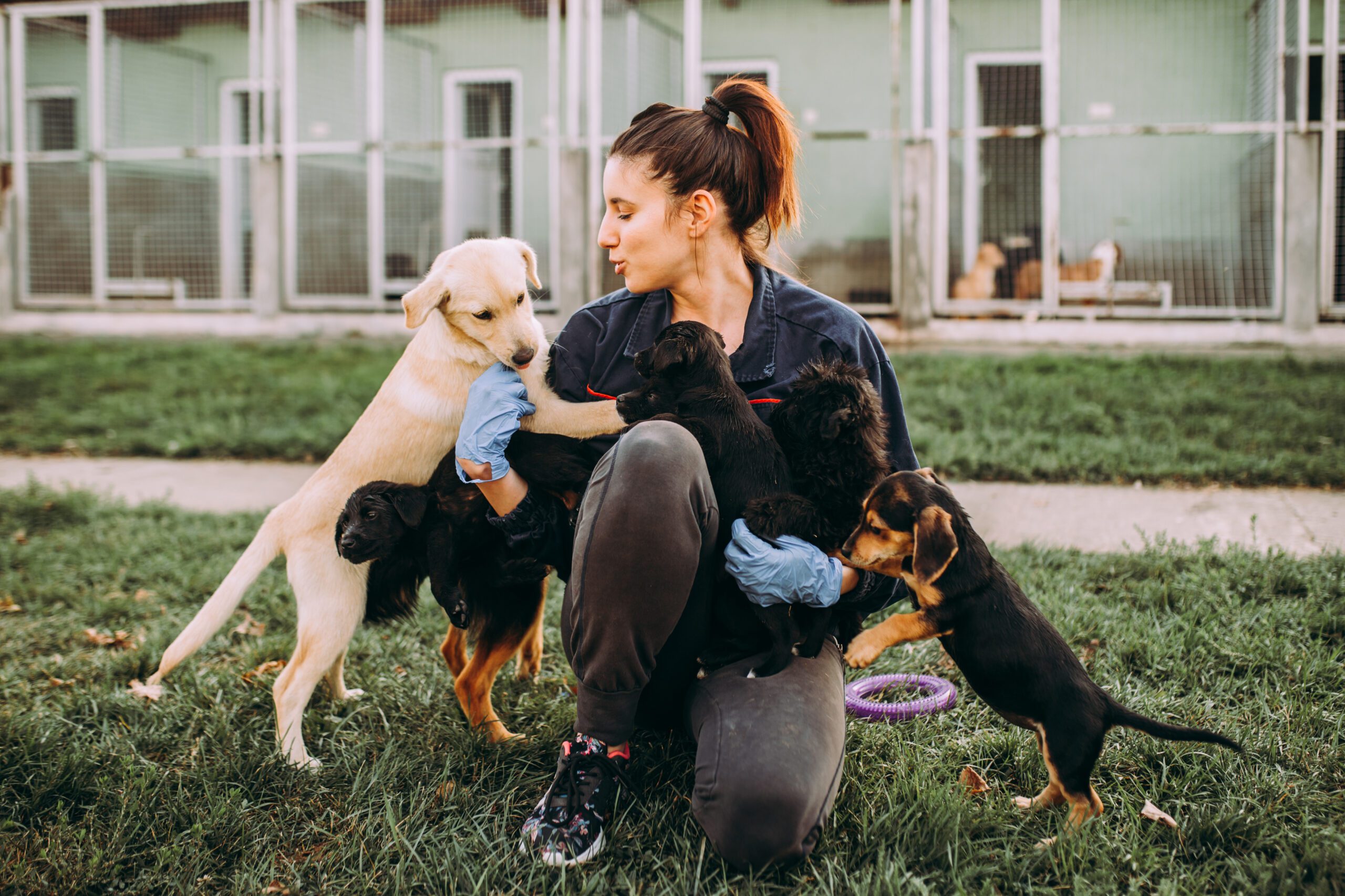 Pet adoption is an exciting life chapter filled with joy and companionship. Read our guide to be well-prepared for pet ownership!