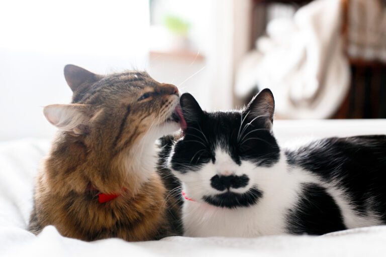 Whether it's a solo session of self-care or a communal grooming fest with feline friends, the act of grooming plays a crucial role in a cat's life