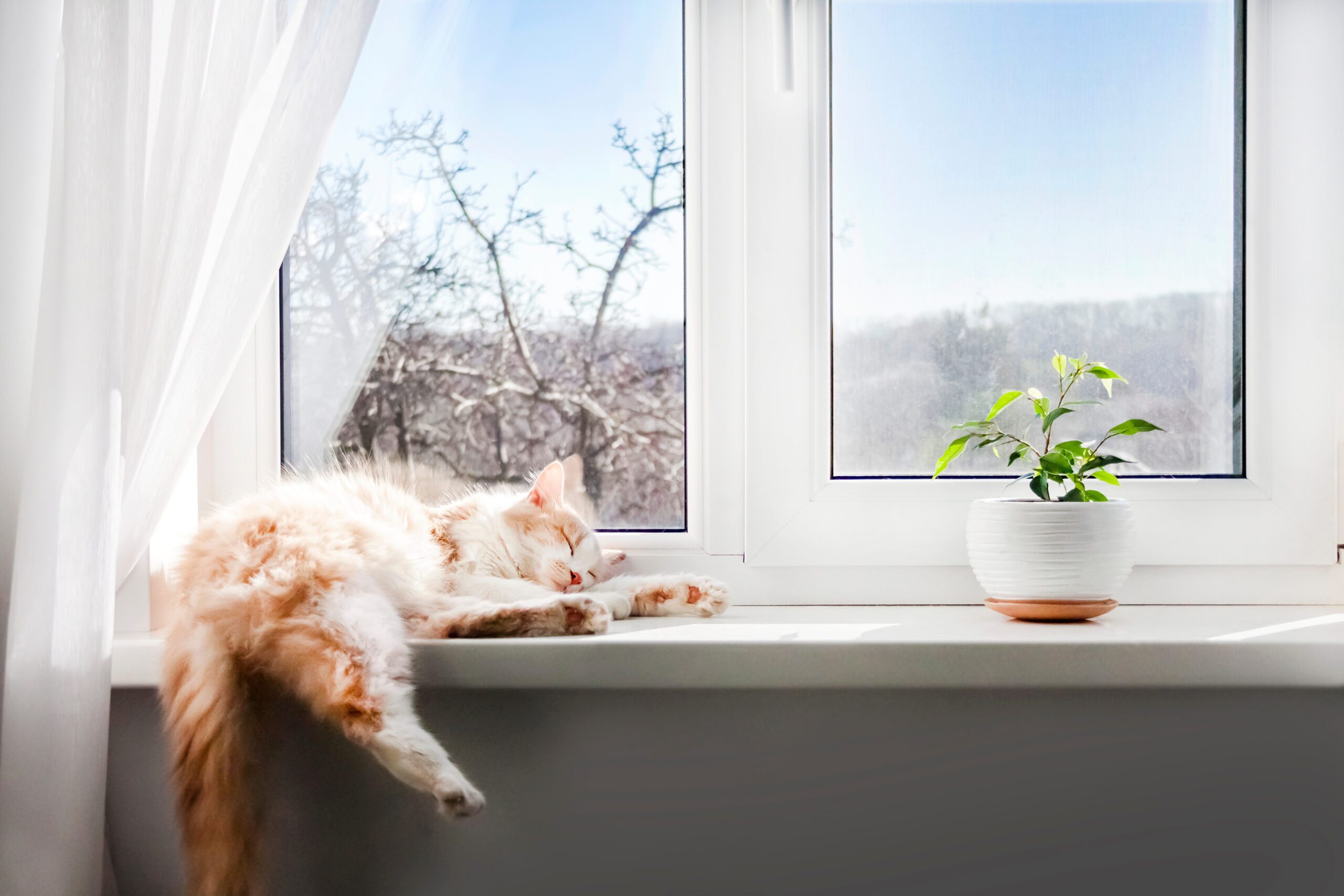 If you've ever wondered why your feline friend is so dedicated to the art of sleep, you're not alone. So, why do cats sleep so much?